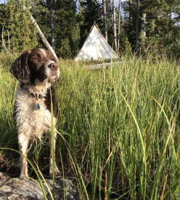 dog in grass