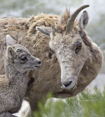 Big Horn Sheep Baby