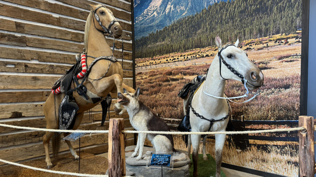 Mounted display of Roy Rogers’ horse Trigger, Dale Evans’ horse Buttermilk, and their dog Bullet at John Wayne: An American Experience in Fort Worth.